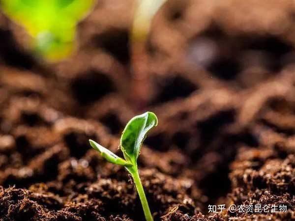 植物生长调节剂对植物插条枝条不定根发生的影响